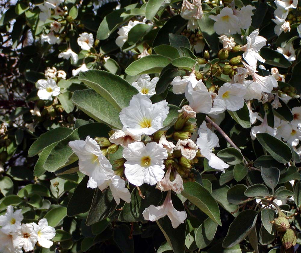 anacahuita-flor.png