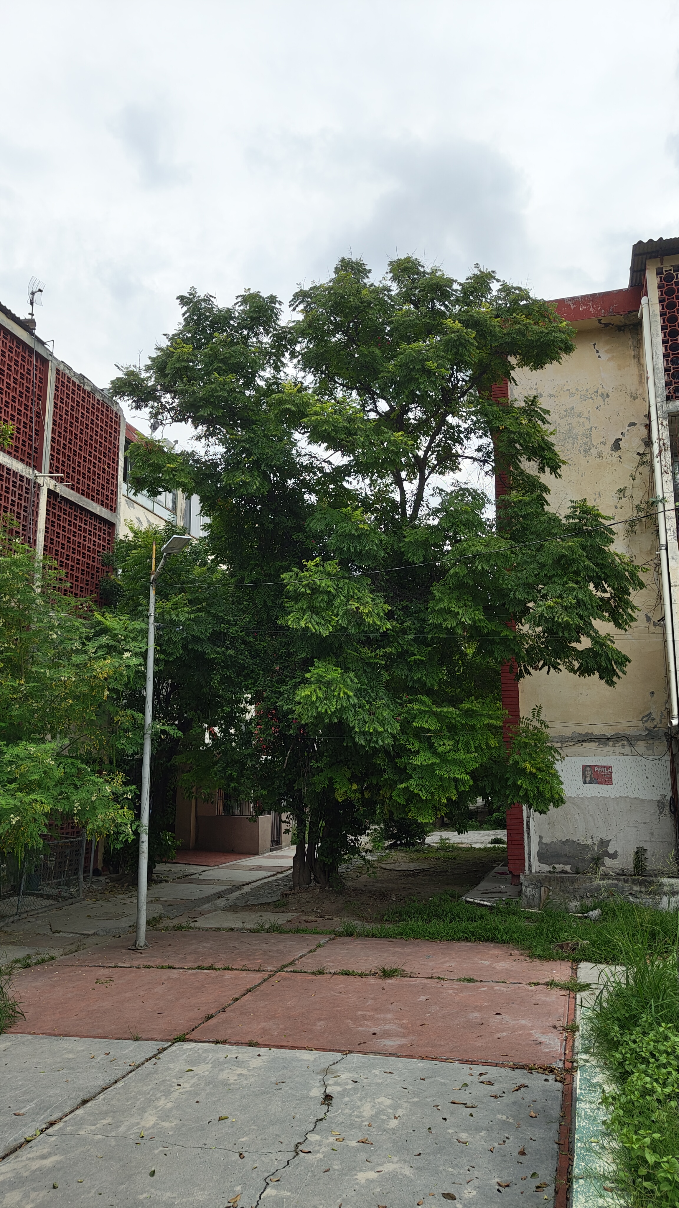 Árbol entre edificios 15 y 19